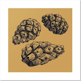 Pine cones Posters and Art